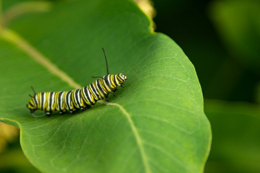 Swallowtail caterpillar on a leaf