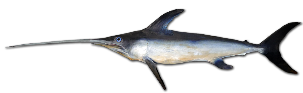  Swordfish - Xiphias gladius