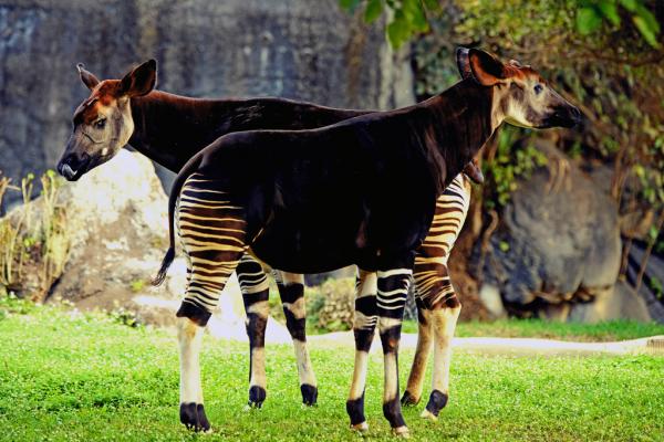 Embark on a journey through the Okapi's life cycle, as depicted in this compelling visual narrative.