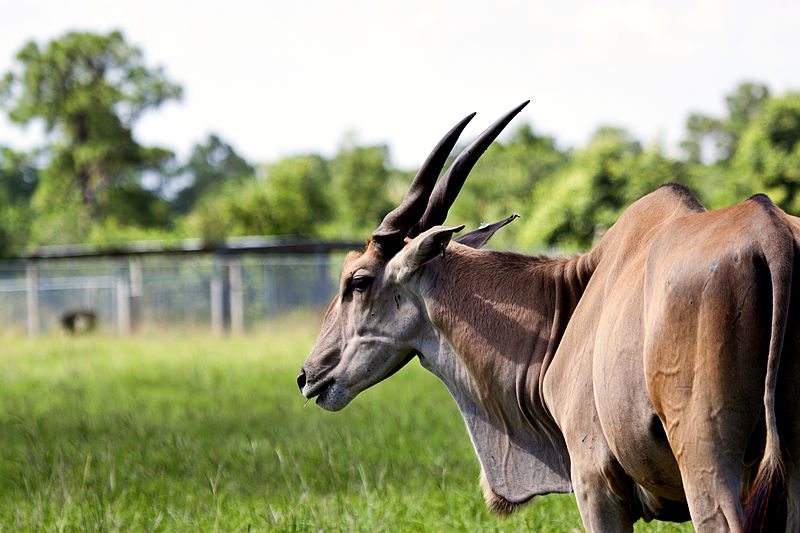 The eland, a fascinating large antelope, leads a nomadic and social way of life in the diverse landscapes of Africa.