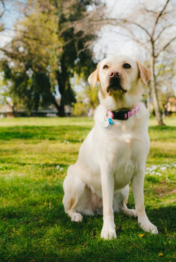 Discover the remarkable versatility of Labrador Retrievers, as these highly adaptable dogs excel in roles ranging from family pets to service and therapy dogs