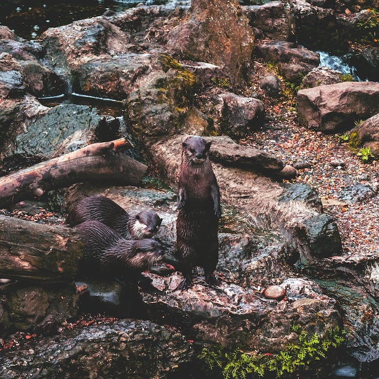 Three otters at the riverside