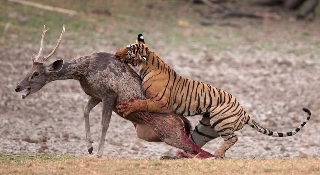 Tiger attacking a sambar deer in Ranthambore Tiger Reserve