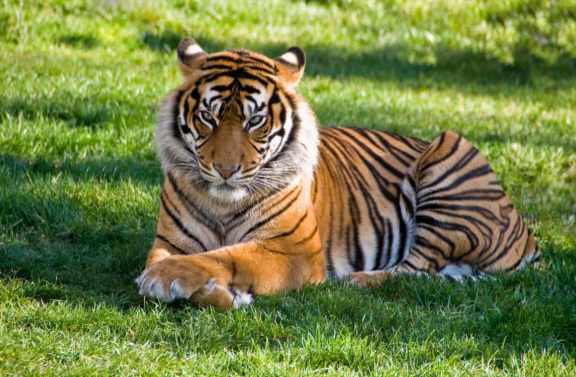 A tiger lying on a grass