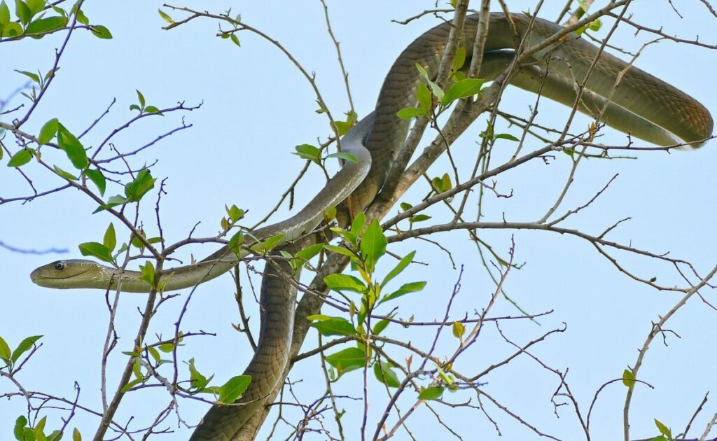 Black mamba on a tree