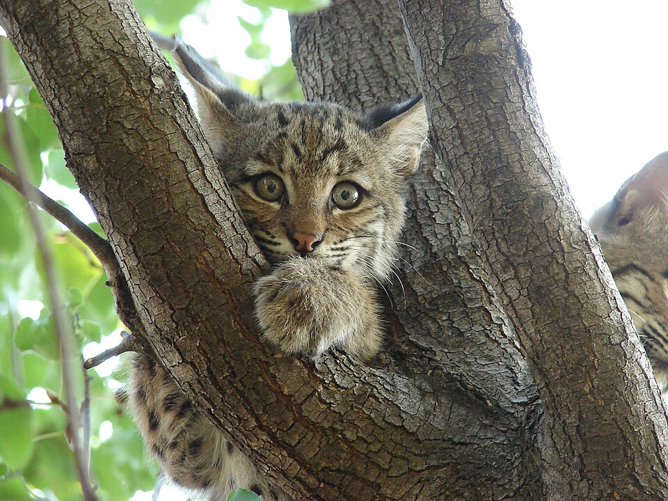 Bobcat kitten on a tress branch