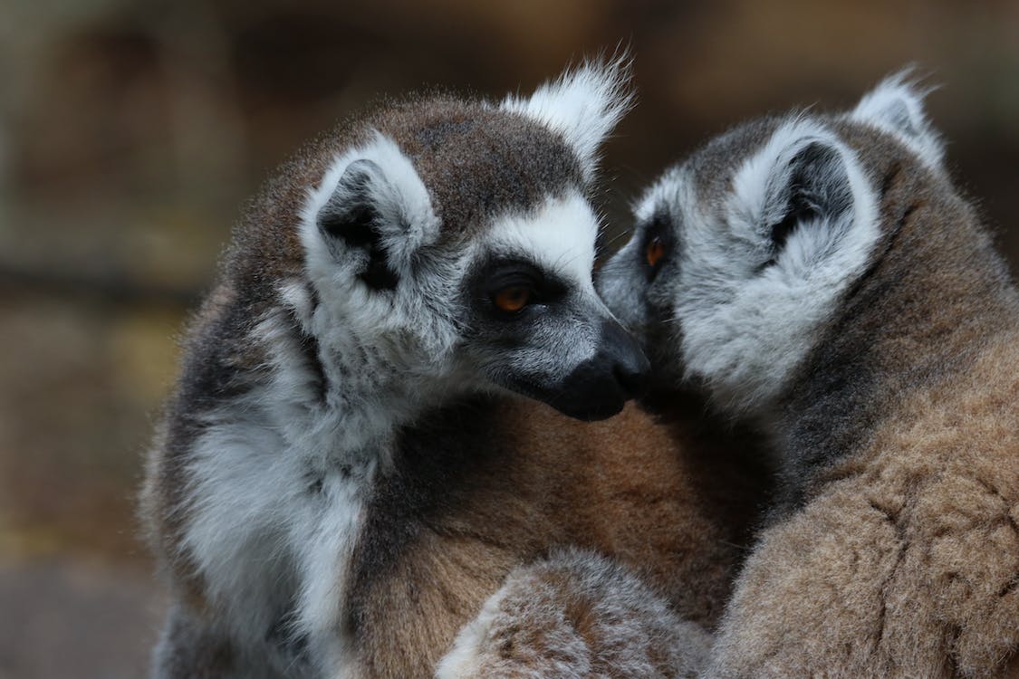 Two lemurs socializing 