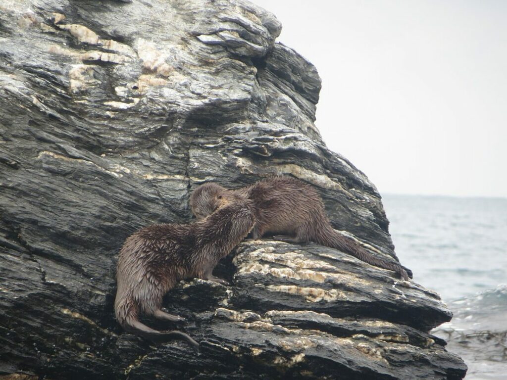 Two marine otters socializing