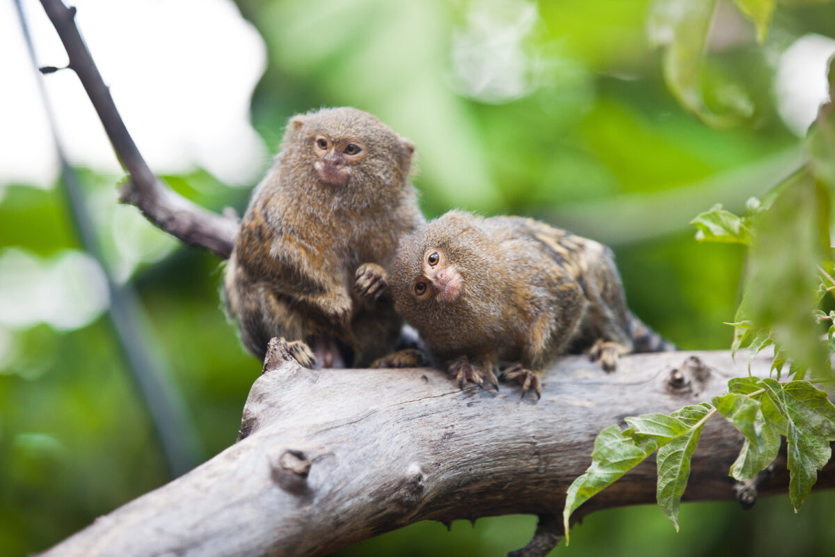 Close-up of two Pygmy Marmoset resting together on a tree branch