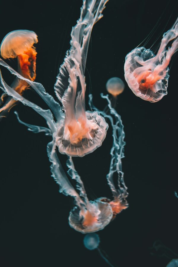 Close-up image of the Iracongi Jellyfish, showcasing its intricate tentacles and providing insight into the composition of its potent venom.