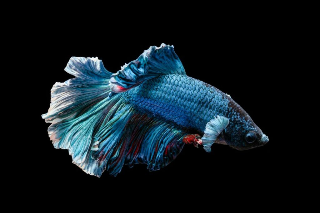 Fighting fish with blue and red vibrant color