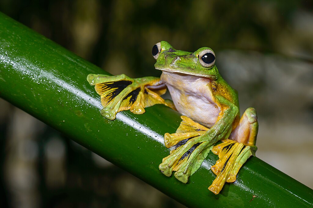 Wallace's Flying Frog showcasing its extended webbed feet.