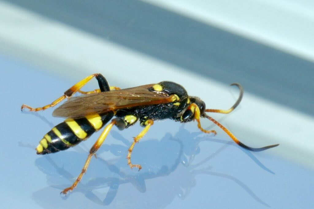 Wasp with bright yellow and black color body