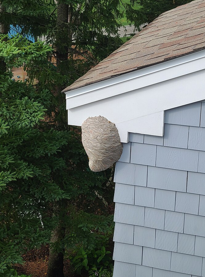 Paper wasp nest on a house