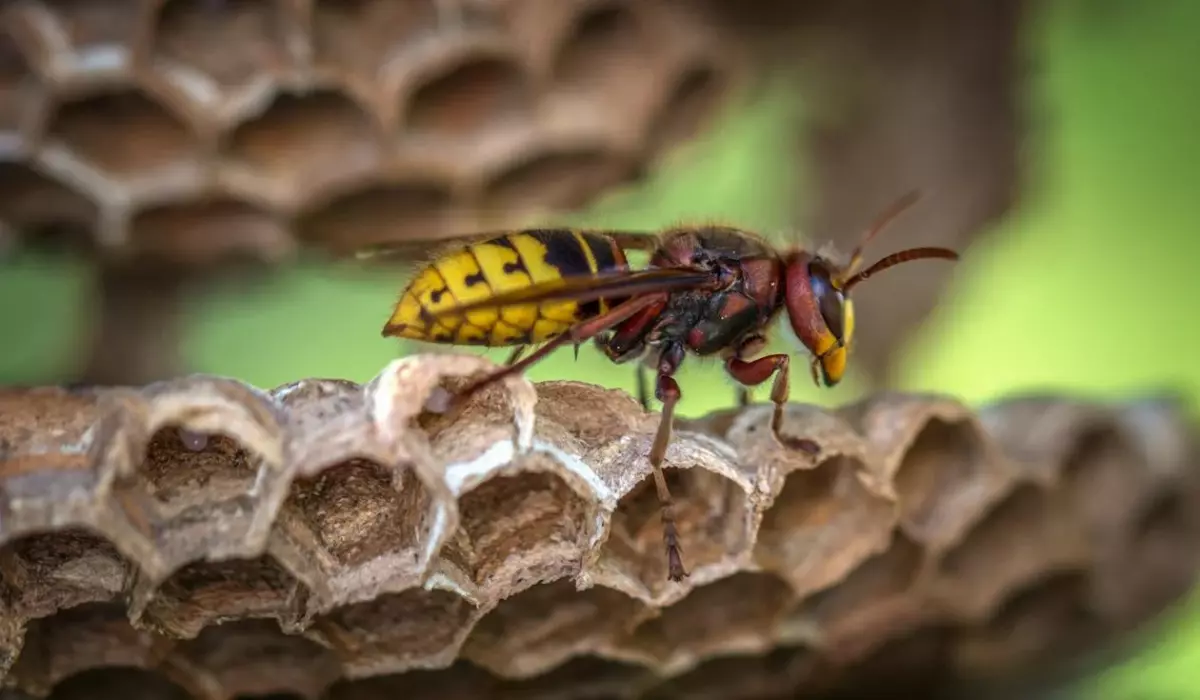 A wasp on a hive