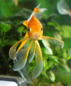 Ensure the well-being of your Comet Goldfish by maintaining optimal water conditions in your aquarium. 