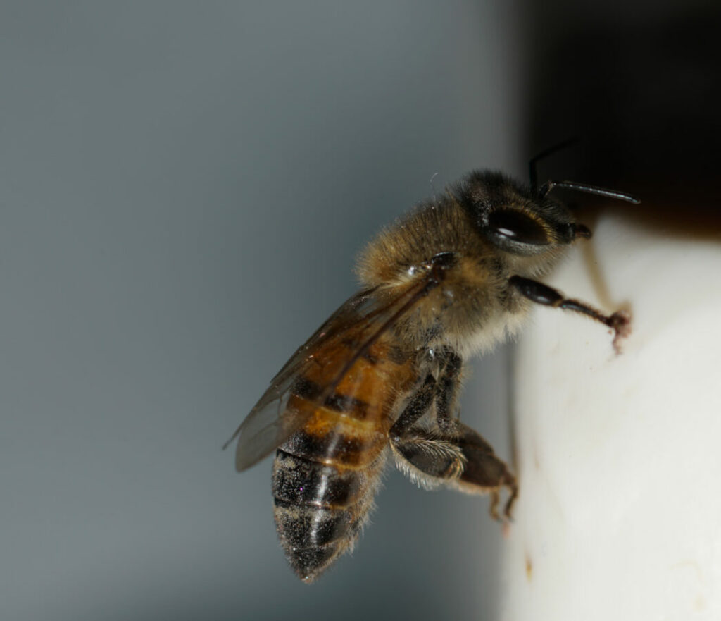 Learn about the circumstances when the use of pesticides becomes necessary for managing ground bees, understanding the importance of responsible and targeted application.