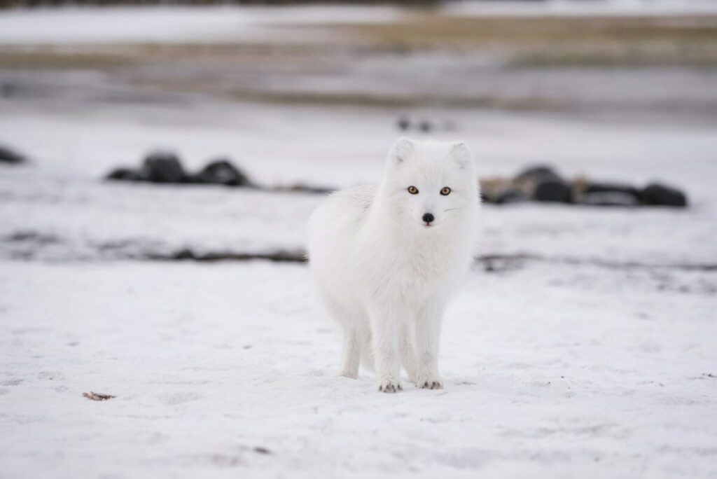 White Fox in Antartica