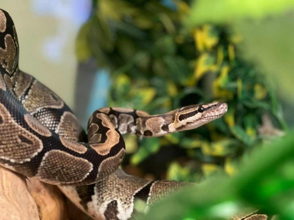 Wild Ball Python Close-up