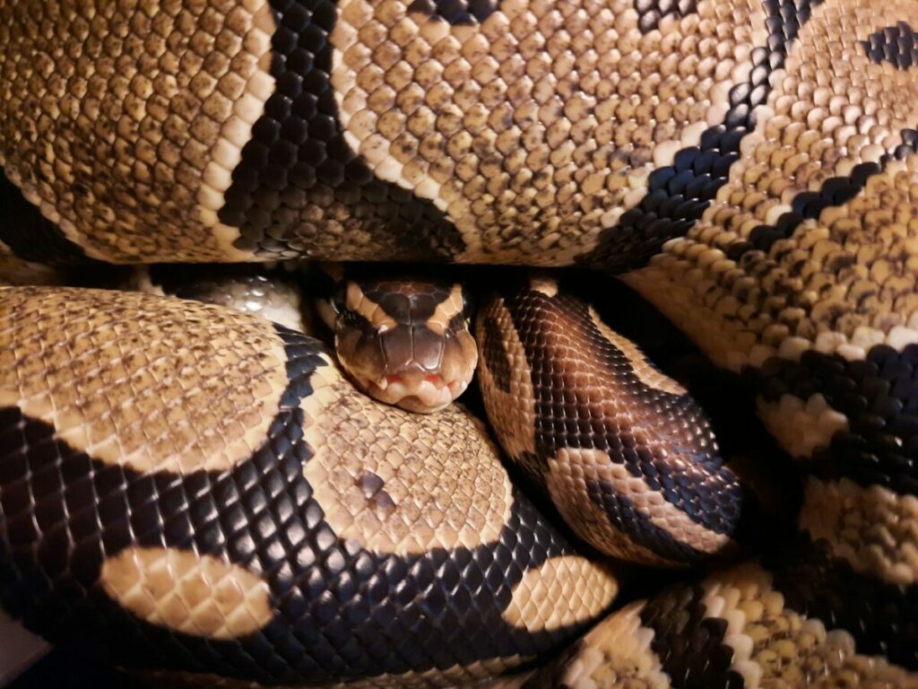 Wild Ball Python Face Close-up
