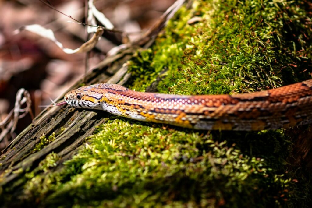 Corn snake in the wild close-up