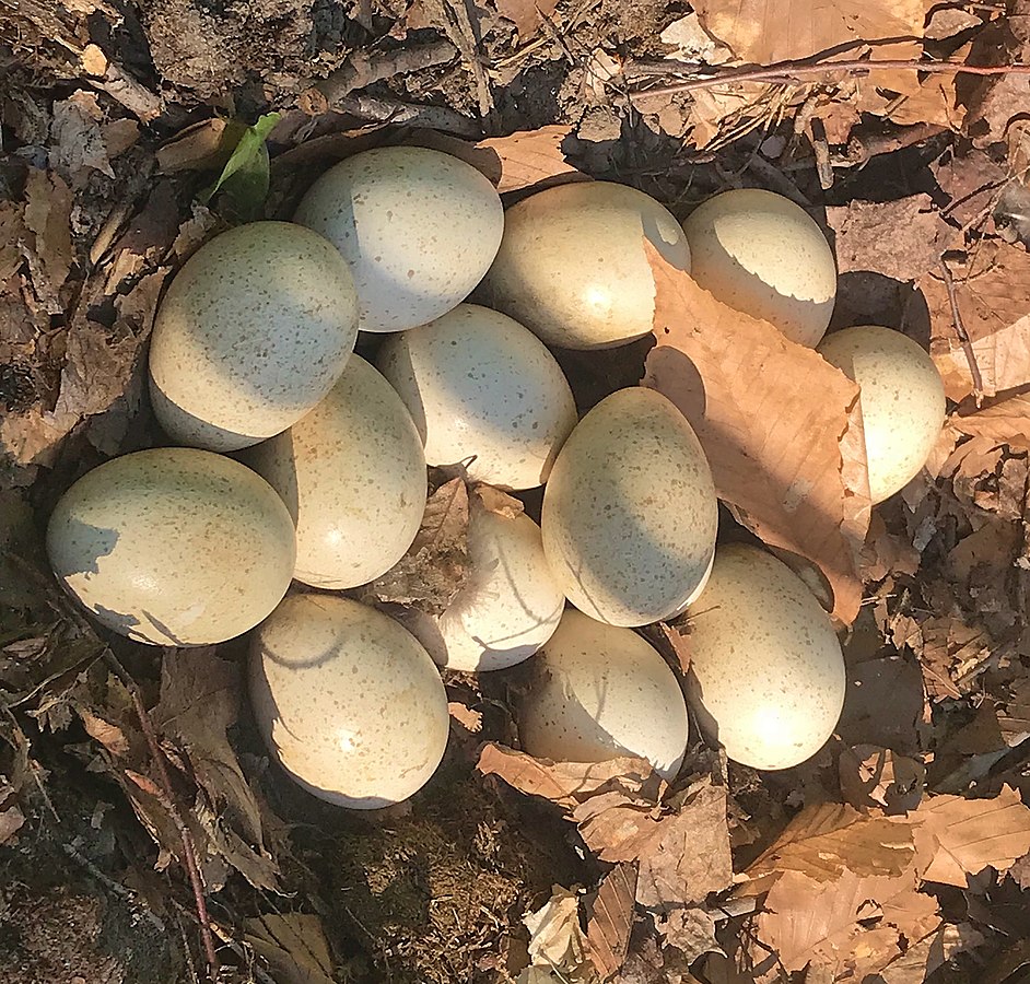 Wild turkey eggs