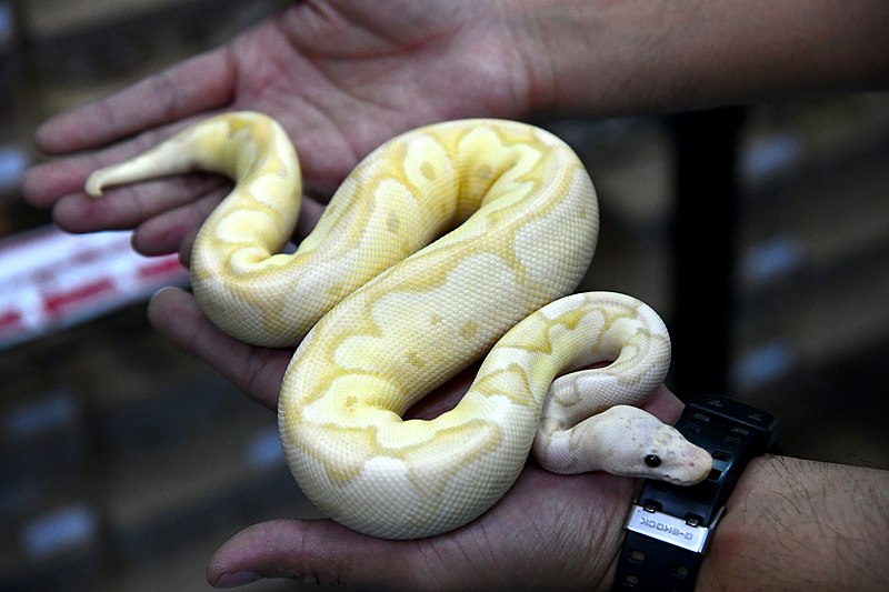 Hands holding a small Yellow Ball Python