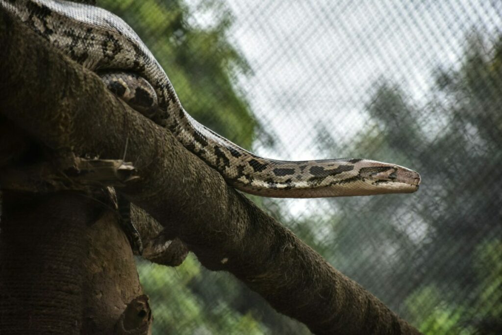 Huge snake on a Zoo